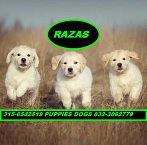 Golden Retriver Puppies Dogs Razas