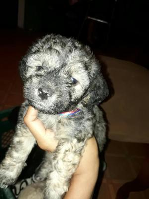 Hermoso French Poodle