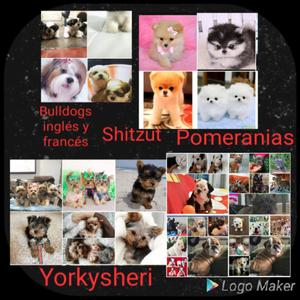 Perros Bulldogs Shitzut Pomeranias Yorky