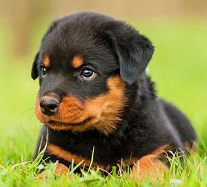 ROTTWEILER GARANTIZADOS EN VENTA