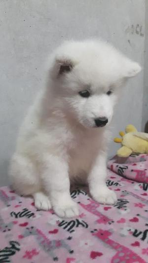 Samoyedo