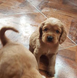 Se Venden Hermosos Coker Spaniel