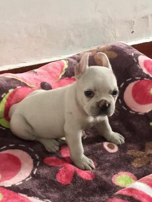 Vendo Bulldog Frances