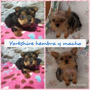 Yorkshire Terrier Macho Y Hembra