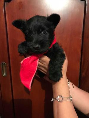 se vende hermoso cachorrito de raza scotish terrier