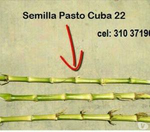 semilla de pasto cuba 22