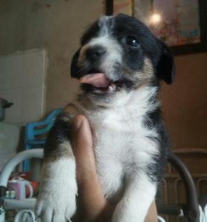 Adopto Perrito No Importa La Raza