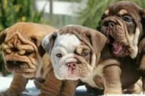 Bulldog Ingles Black Tree