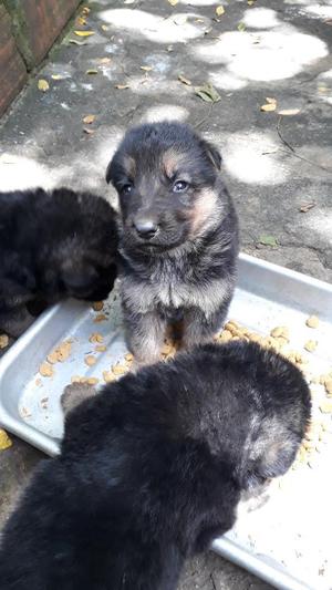 Cachorros Pastor Aleman