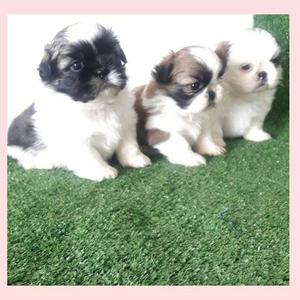 Cachorros Shihtzu a La Venta