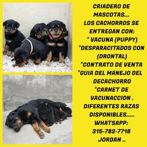 ENCANTADORAS CAMADAS DE ROTTWEILER LISTOS PARA ENTREGAR !!