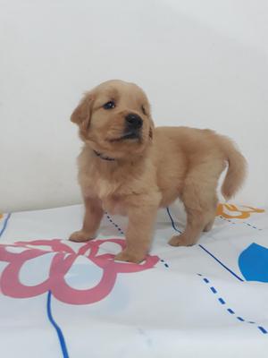 Garantizamos Cachorro Golden Retriever