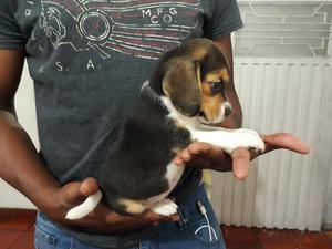 Hermosos Beagle de 45 Dias