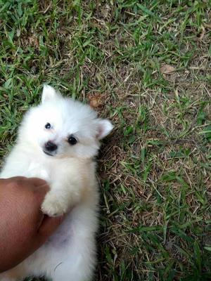 Hermosos Cachorros Pomerania en Venta