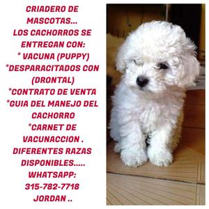 PRECIOSOS CACHORROS FRENCH POODLE MACHOS !!