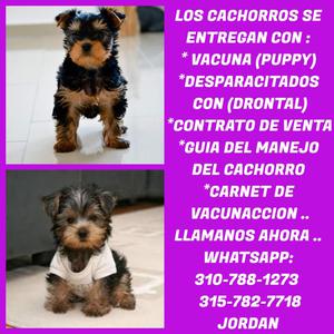 PRECIOSOS CANINOS PARA TI