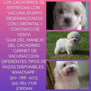 PRECIOSOS FRENCH POODLE DISPONIBLES PARA ENTREGA !!