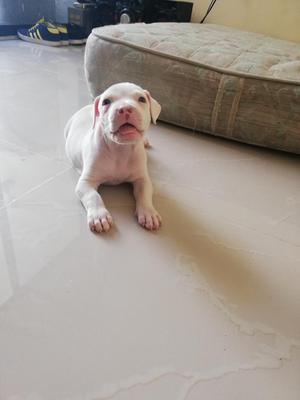 Pitbull Stanfort Albino Hermoso