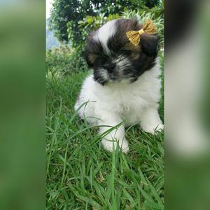 Shih Tzu