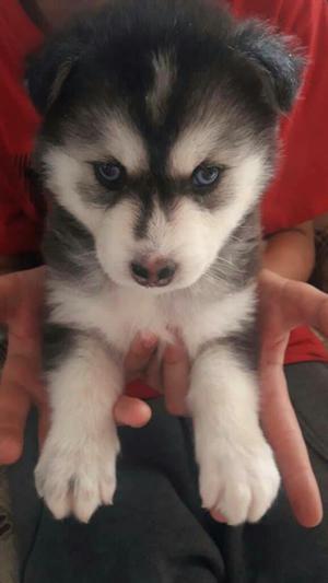 Ultima Husky Siberiana