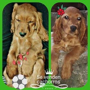 Vendo Hermosa Pareja de Cachorros Cocker