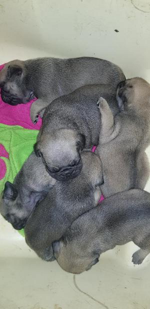 Vendo Perros Pug