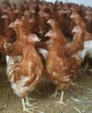 Venta de Gallinas Ponedoras Rojas