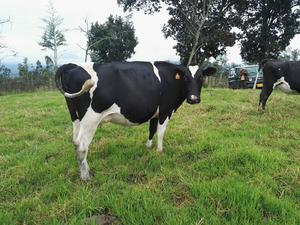 Venta de Vacas Holstein