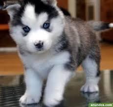 cachorros huskys de ojos azules