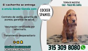 cocker spaniel en venta los mejores cachorros del mercado