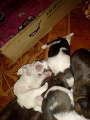 hermosos cachorros shitzu