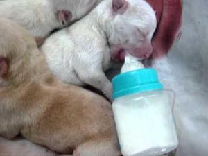 perros recién nacidos