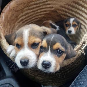 vendo cachorros beagles muy bellos