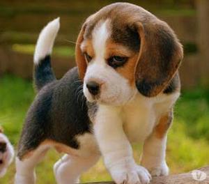Beagle Cachorros Garantizados Hermosos y Disponibles