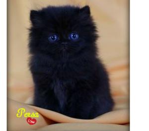 Llegan Disponibles Hermosos Gatos Persa Negros