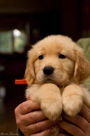 CACHORROS GOLDEN RETRIEVER