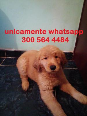 Cachorra Golden Retriever De 2 Meses Nacio El 17 De Junio