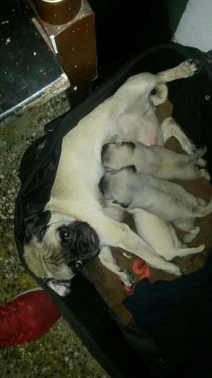 Cachorros Pug Color Beis