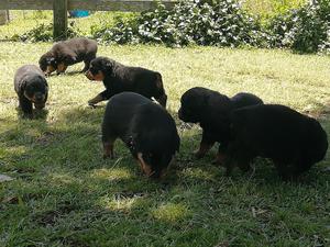 Cachorros Rottweiler de Genética Aleman