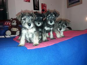 Cachorros Schnauzer