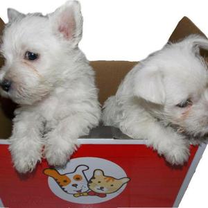 Cachorros Schnauzer Blancos Disponibles
