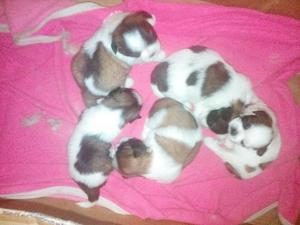 Cachorros Shitzu