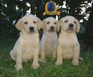 Cachorros de Labrador Dorado Criadero Certificado