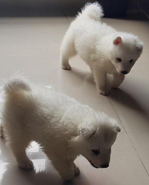 Cachorros de Samoyedo