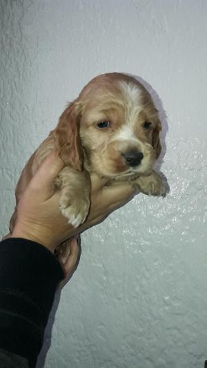 Cocker Spaniel Mini