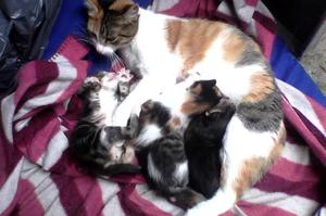 Gatos en adopción
