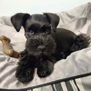 HERMOSOS SCHNAUZER blancos, negros, salpimienta