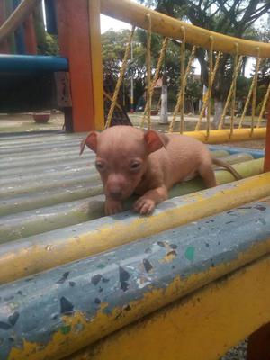 Hermoso Cachorro