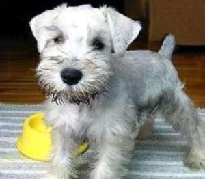 Hermoso Cachorro Schnauzer