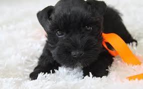 Hermoso Mini Schnaucer Negro Machito